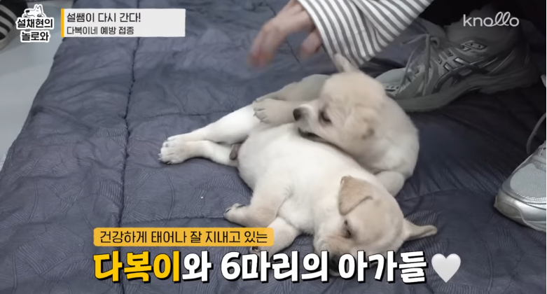 설채현-진돗개-새끼들-주사놔주다가-우네-2-이미지