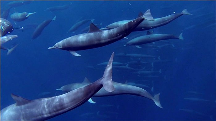 바다속의-돌고래를-촬영하기-위해-만들어진-카메라-퀄리티ㅋㅋㅋㅋ.jpgif-31-이미지