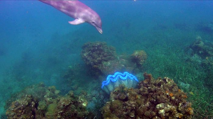 바다속의-돌고래를-촬영하기-위해-만들어진-카메라-퀄리티ㅋㅋㅋㅋ.jpgif-2-이미지