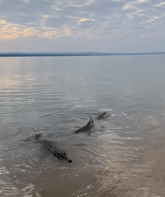 악어-주변-배회하는-상어-1-이미지