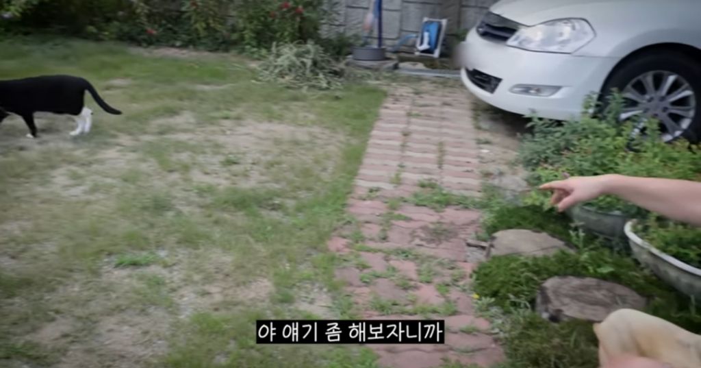 신발-물어-뜯은-고양이-찾아간-이영자-16-이미지