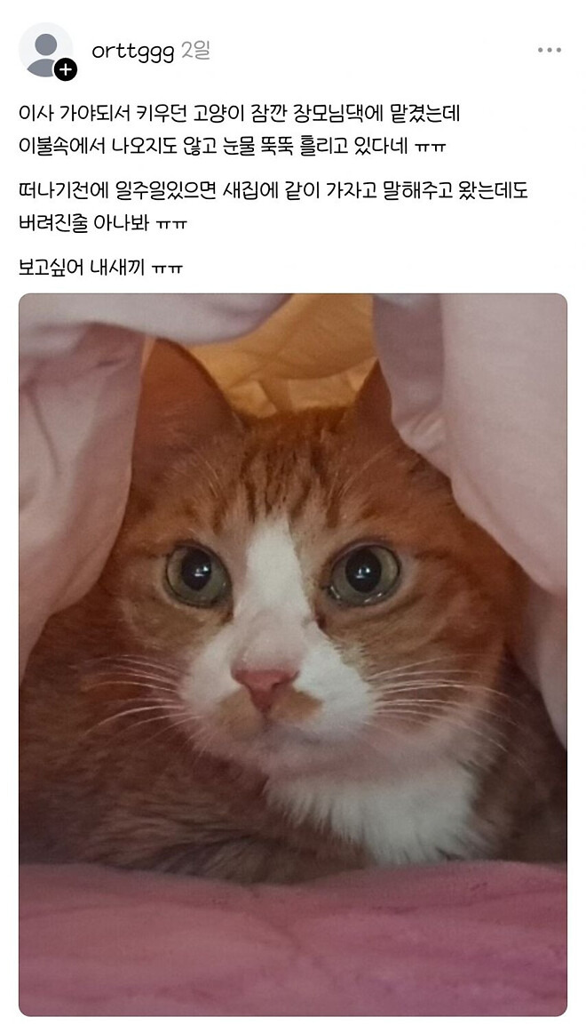 버려진-줄-알고-눈물-흘리는-고양이.jpg-1-이미지