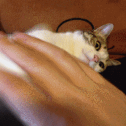 고양이들에게-용납될-수-없는-행동.gif-1-이미지