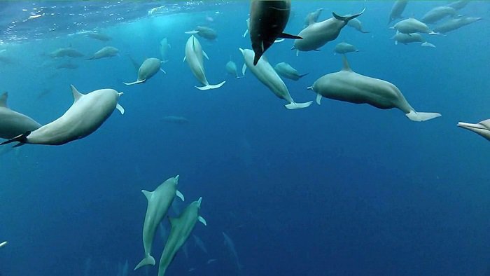 바다속의-돌고래를-촬영하기-위해-만들어진-카메라-퀄리티ㅋㅋㅋㅋ.jpgif-21-이미지