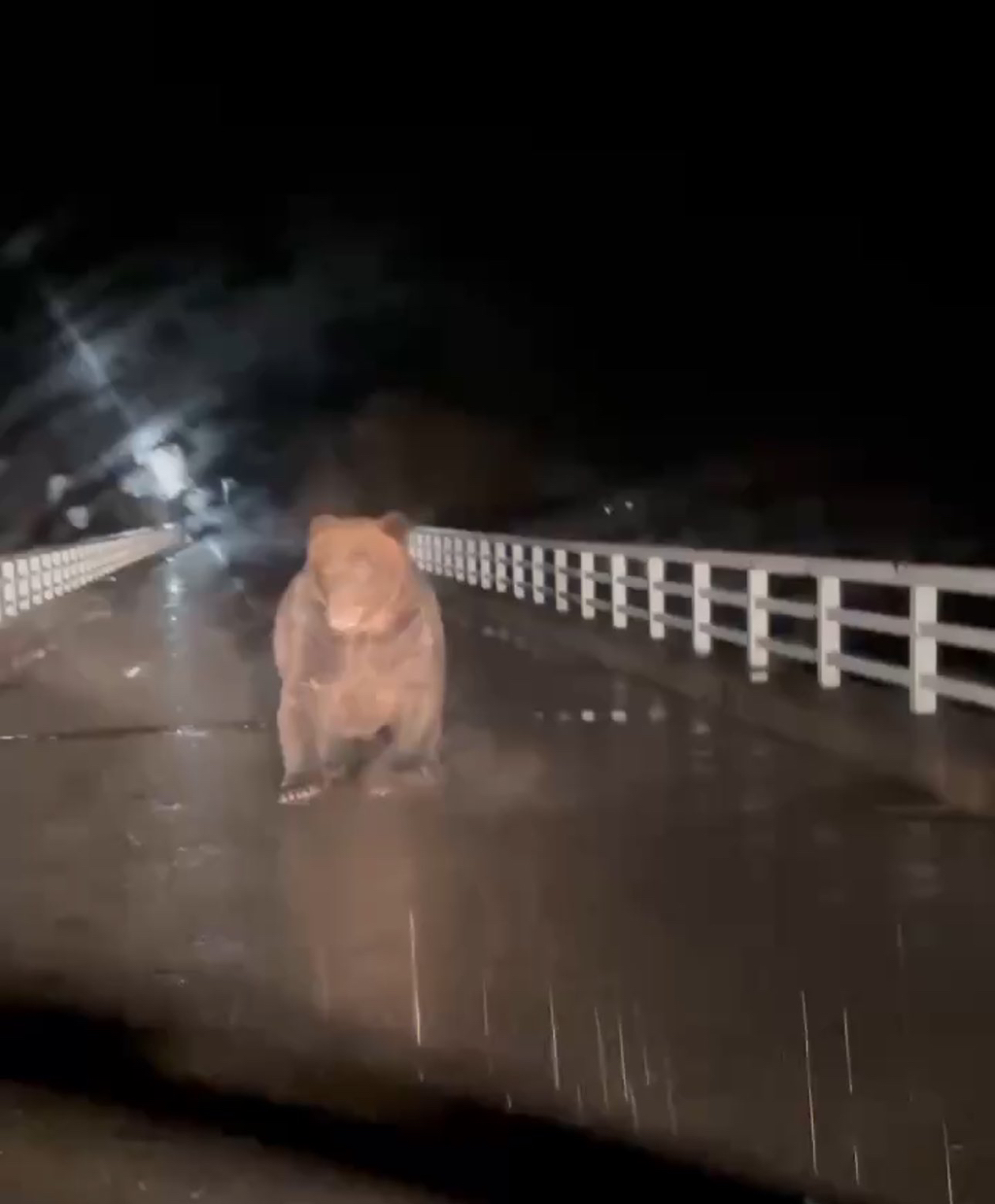 차량에-돌진하는-홋카이도-불곰.jpgif-4-이미지