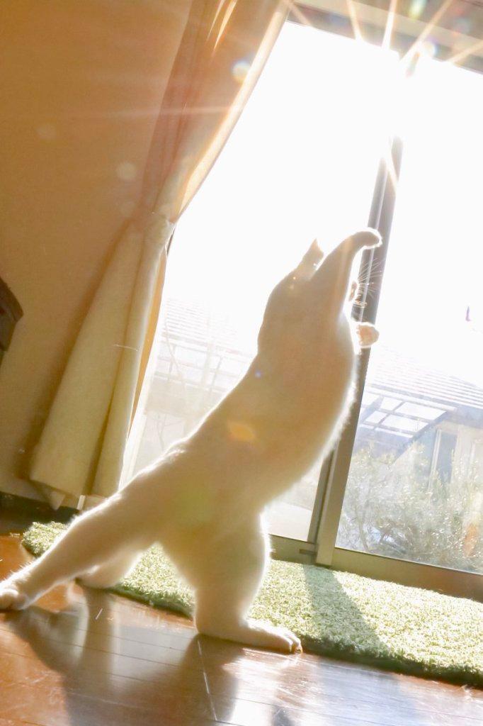 발레하는-고양이.jpg-1-이미지