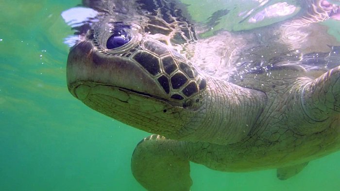 바다속의-돌고래를-촬영하기-위해-만들어진-카메라-퀄리티ㅋㅋㅋㅋ.jpgif-32-이미지