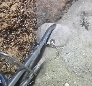 게의-용기에-감동한-인간.gif-0-이미지