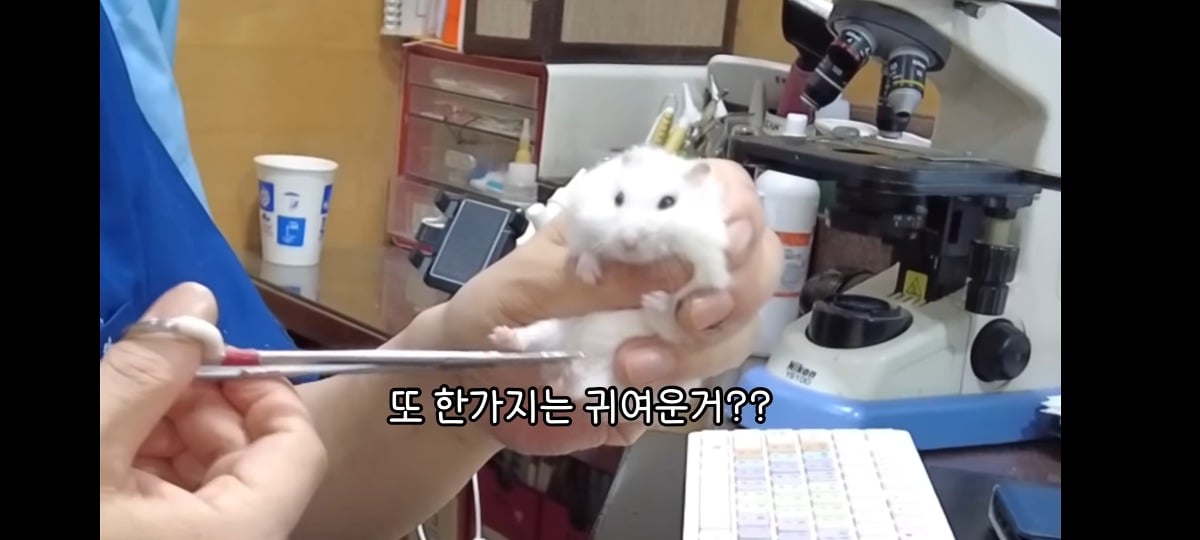 햄스터-건강검진하러-병원왔는데-쌤이-사리사욕-챙김-0-이미지