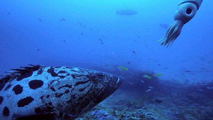 바다속의-돌고래를-촬영하기-위해-만들어진-카메라-퀄리티ㅋㅋㅋㅋ.jpgif-25-이미지