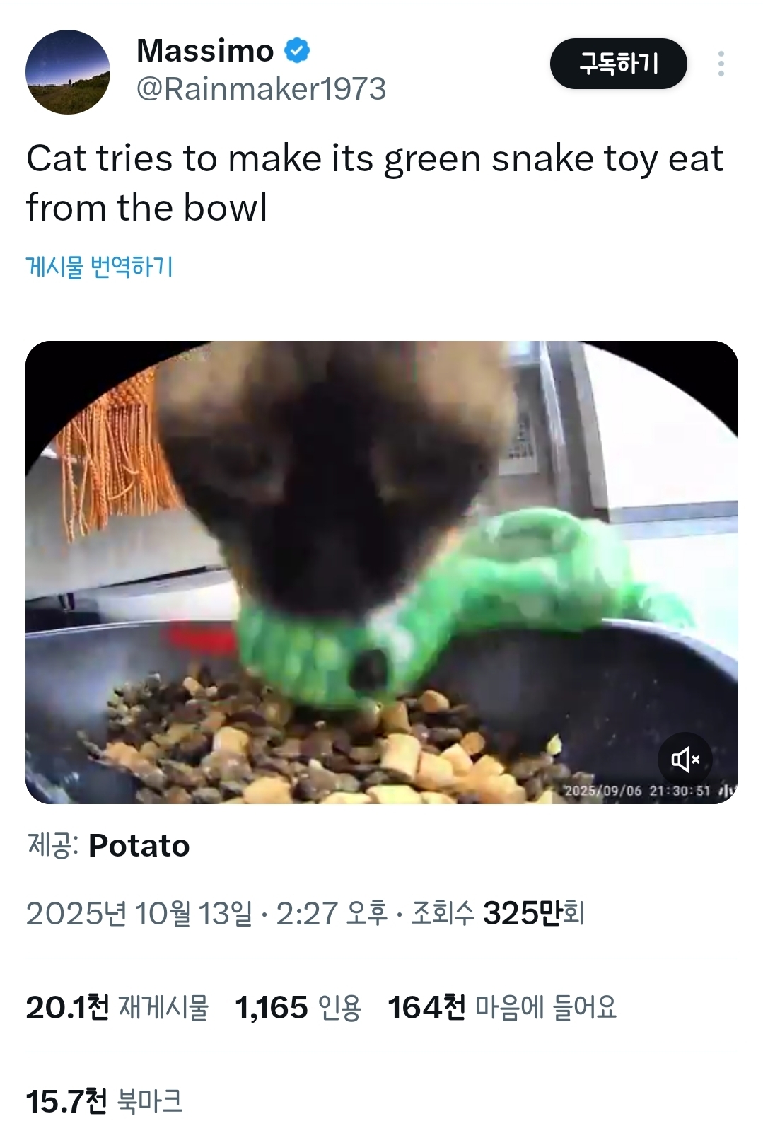 인형이랑-같이-떵개하는-고양이.x-0-이미지