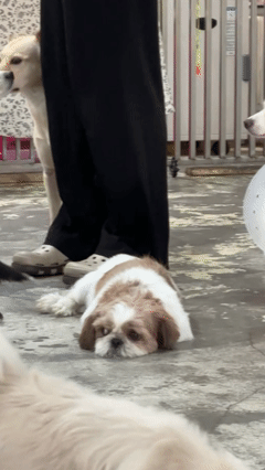 나-봉사-다니는-보호소에-새로-입소한-시츄인데-0-이미지