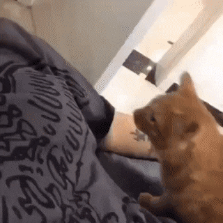 의외로-주인옆에서-자는-동물-0-이미지