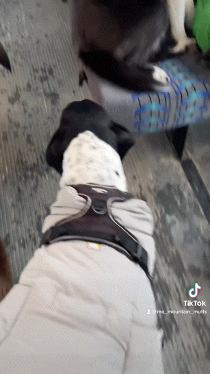 버스타고-유치원-다니는-강아지들-1-이미지