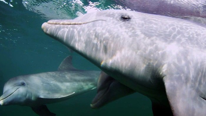 바다속의-돌고래를-촬영하기-위해-만들어진-카메라-퀄리티ㅋㅋㅋㅋ.jpgif-13-이미지