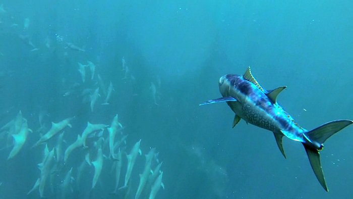 바다속의-돌고래를-촬영하기-위해-만들어진-카메라-퀄리티ㅋㅋㅋㅋ.jpgif-20-이미지