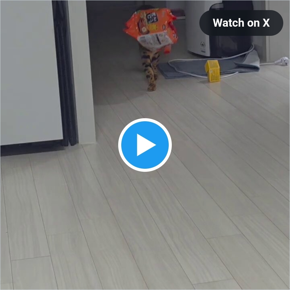 우리집에-틈새라면이-걸어다니는데-어떻게-생각해?.twt-0-이미지