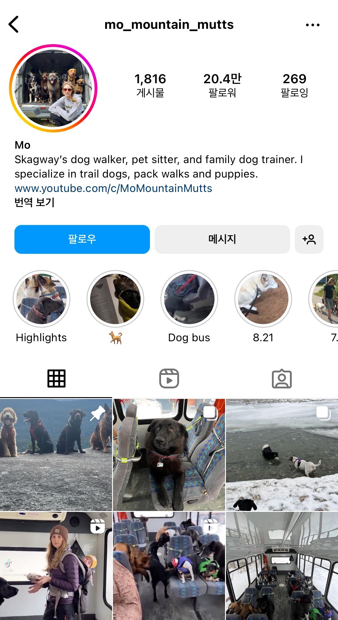 버스타고-유치원-다니는-강아지들-2-이미지