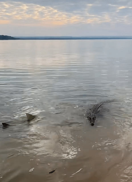악어-주변-배회하는-상어-0-이미지