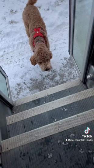 버스타고-유치원-다니는-강아지들-0-이미지