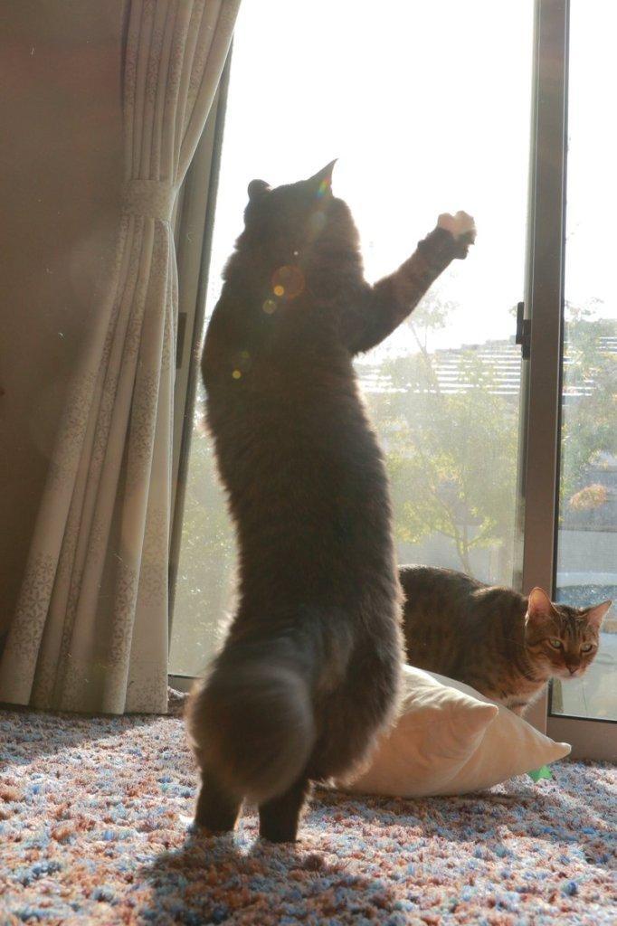 발레하는-고양이.jpg-5-이미지