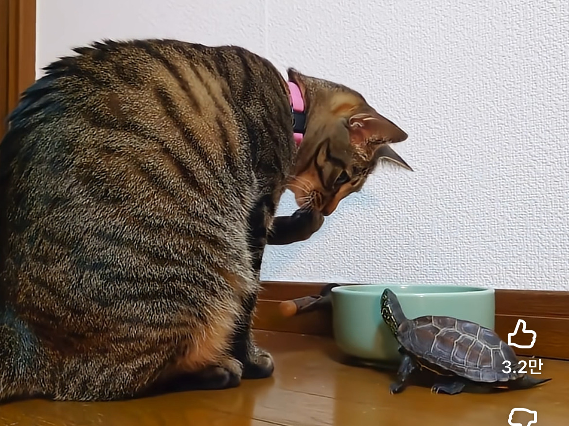 거북이에게-스케이트보드를-사준-이유-1-이미지