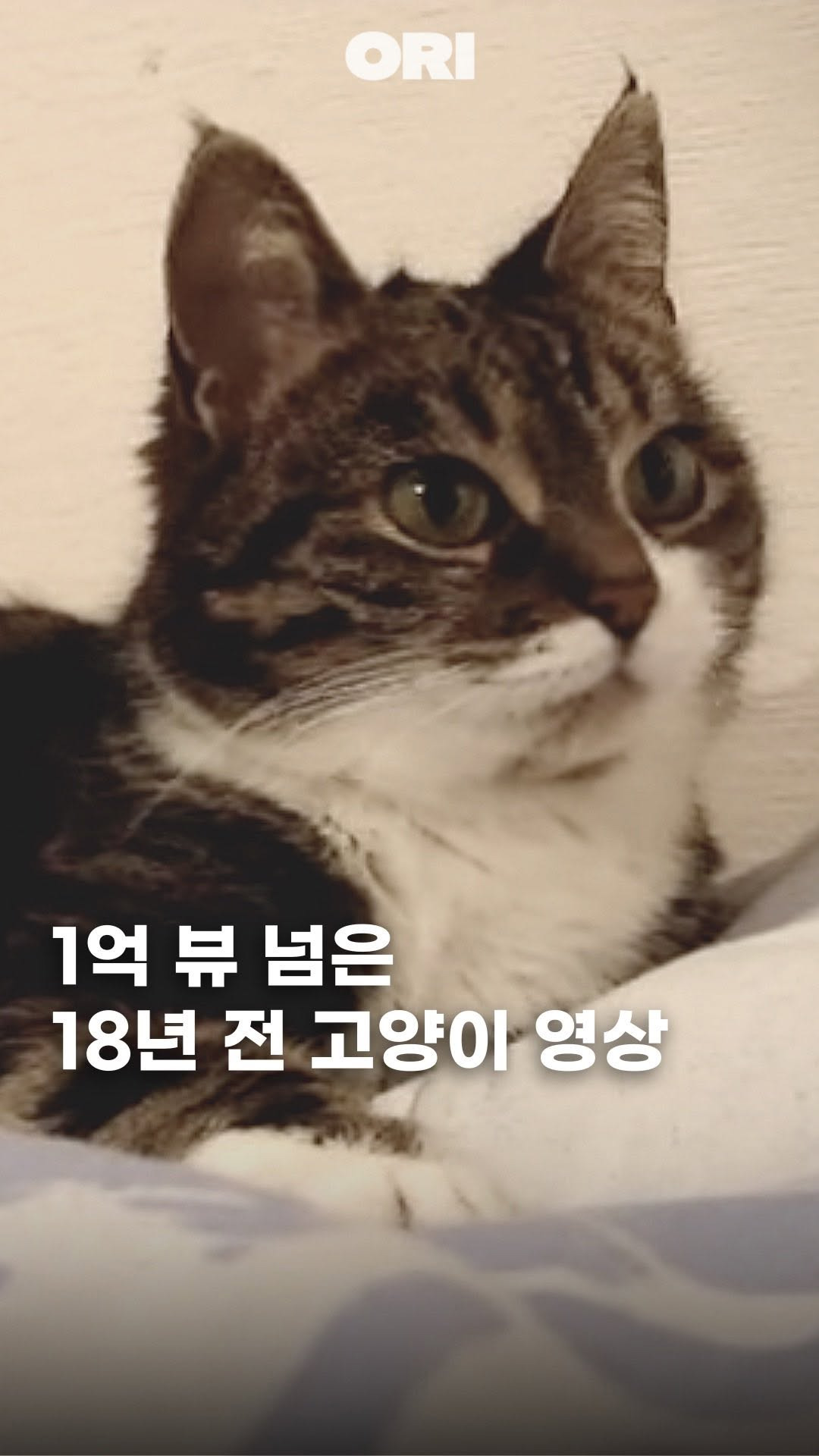 1억-뷰-넘은-18년-전-고양이-영상-0-이미지