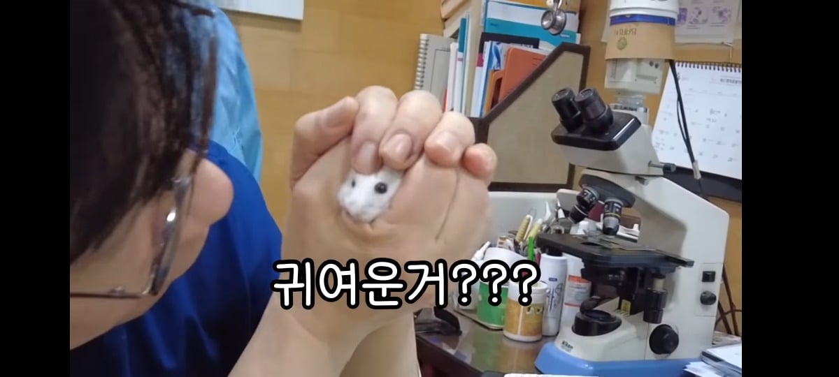 햄스터-건강검진하러-병원왔는데-쌤이-사리사욕-챙김-4-이미지