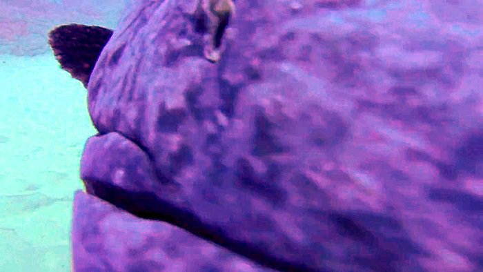 바다속의-돌고래를-촬영하기-위해-만들어진-카메라-퀄리티ㅋㅋㅋㅋ.jpgif-26-이미지