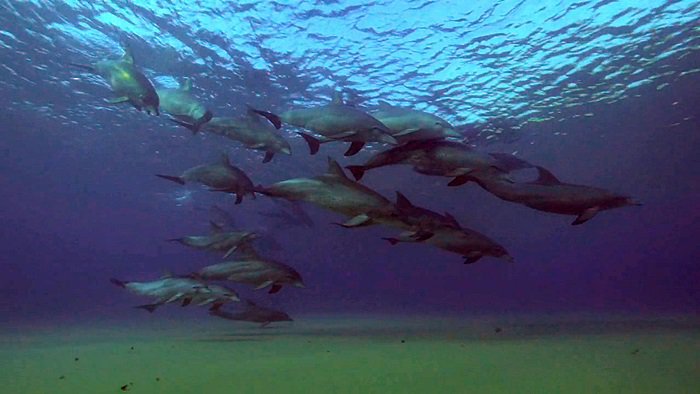 바다속의-돌고래를-촬영하기-위해-만들어진-카메라-퀄리티ㅋㅋㅋㅋ.jpgif-1-이미지