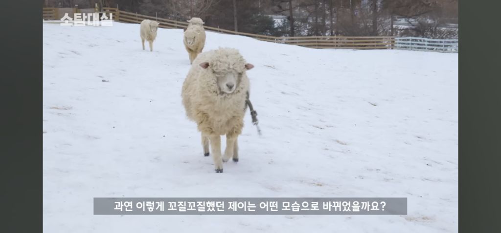 양-씻기기-0-이미지