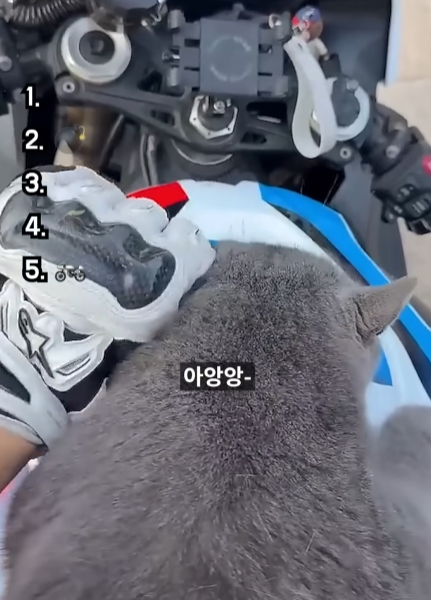 역대급-고양이-울음소리-top5-3-이미지