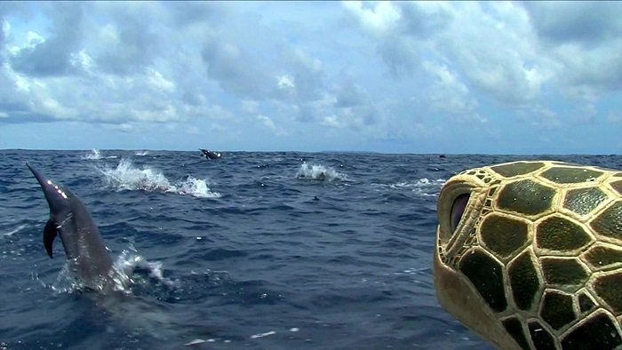 바다속의-돌고래를-촬영하기-위해-만들어진-카메라-퀄리티ㅋㅋㅋㅋ.jpgif-29-이미지