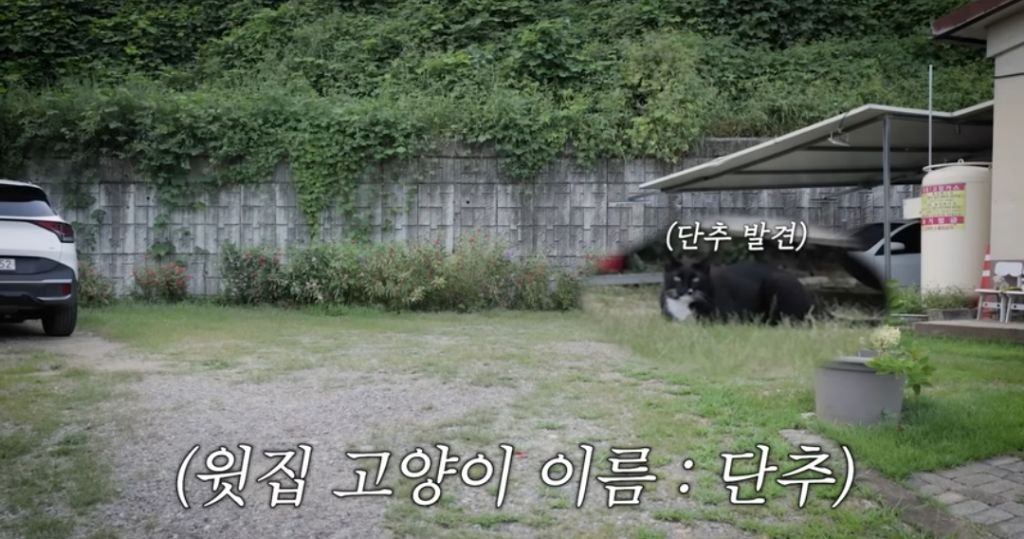 신발-물어-뜯은-고양이-찾아간-이영자-8-이미지