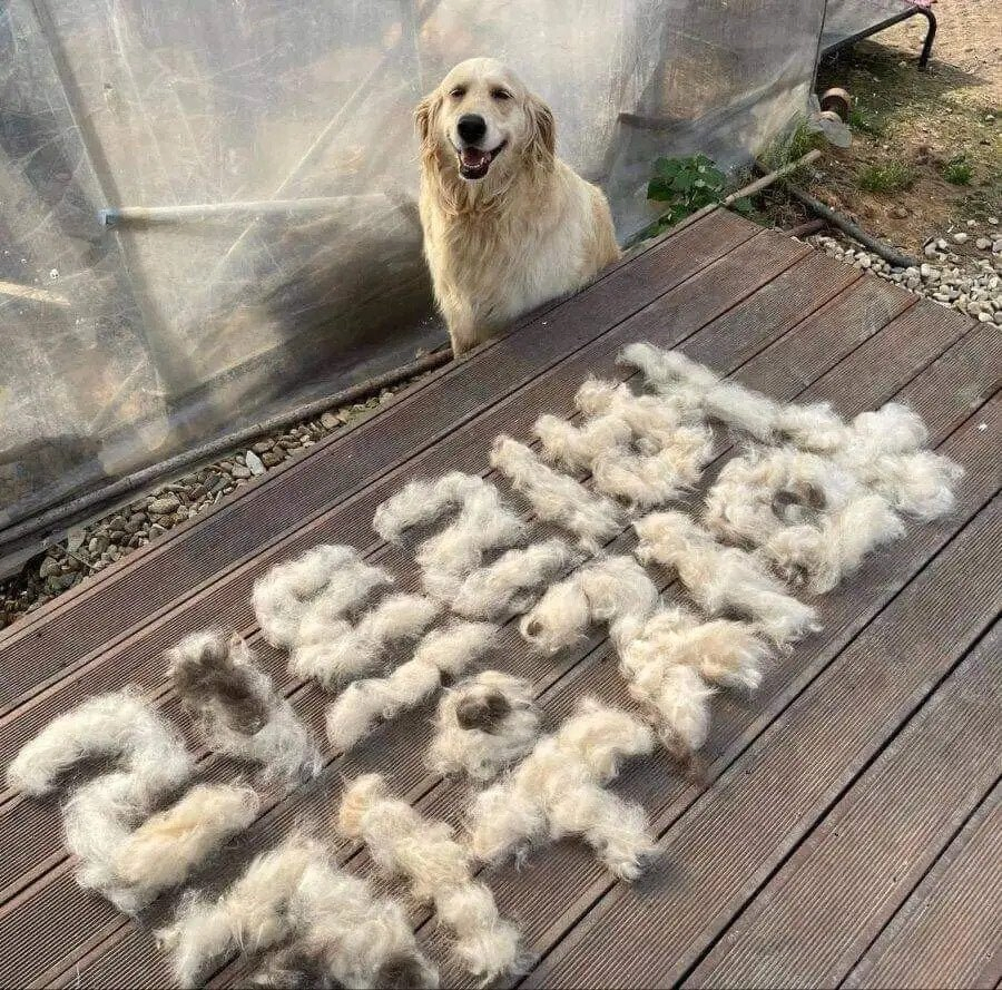 리트리버-키우지-말라는-이유-1-이미지