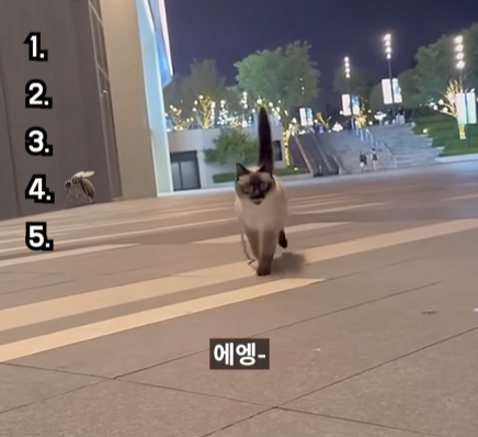 역대급-고양이-울음소리-top5-0-이미지