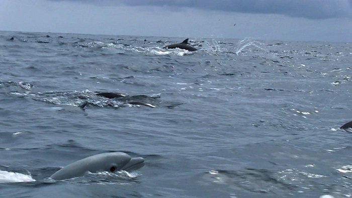 바다속의-돌고래를-촬영하기-위해-만들어진-카메라-퀄리티ㅋㅋㅋㅋ.jpgif-16-이미지