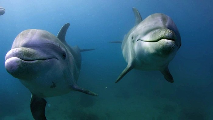 바다속의-돌고래를-촬영하기-위해-만들어진-카메라-퀄리티ㅋㅋㅋㅋ.jpgif-6-이미지