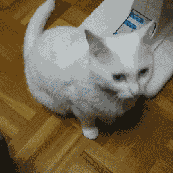 고양이들에게-용납될-수-없는-행동.gif-3-이미지