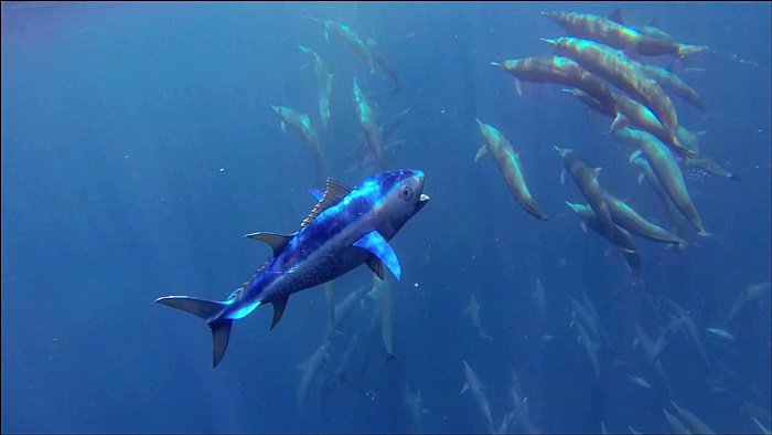 바다속의-돌고래를-촬영하기-위해-만들어진-카메라-퀄리티ㅋㅋㅋㅋ.jpgif-30-이미지