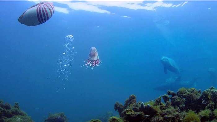 바다속의-돌고래를-촬영하기-위해-만들어진-카메라-퀄리티ㅋㅋㅋㅋ.jpgif-4-이미지