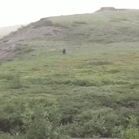 멀리서-무섭게-내려오는-곰-1-이미지