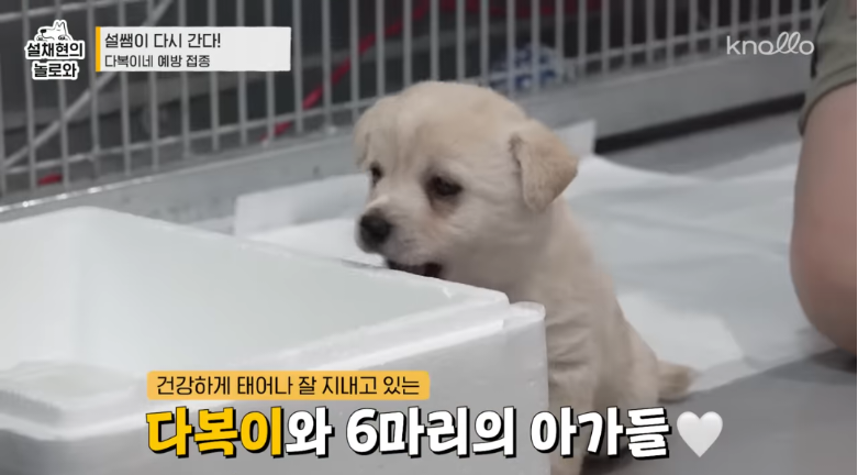 설채현-진돗개-새끼들-주사놔주다가-우네-0-이미지