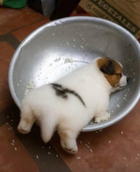 강아지가-밥을-너무-오래-먹는다-싶어-가봤다-0-이미지