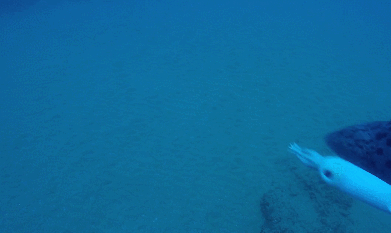 바다속의-돌고래를-촬영하기-위해-만들어진-카메라-퀄리티ㅋㅋㅋㅋ.jpgif-28-이미지