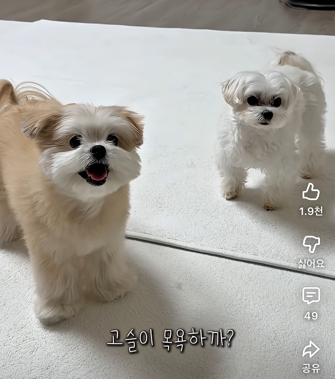 눈치없는-강아지의-최후-0-이미지