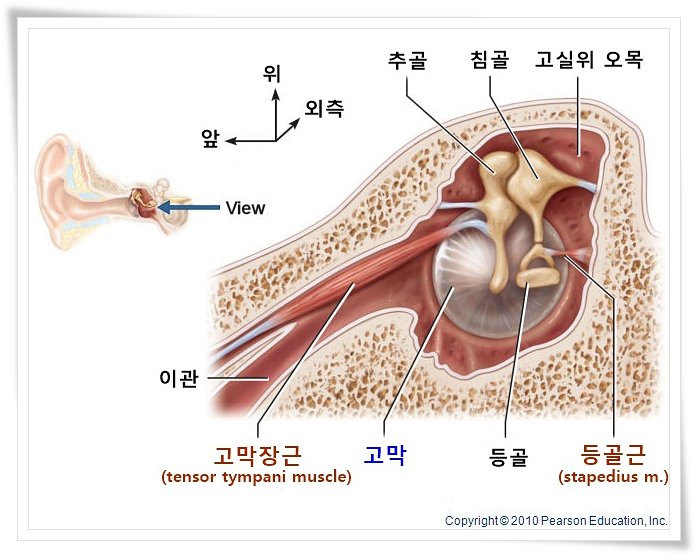 근육이-원인인-이명....?-큰-소리-나면-지지지지짖-거림-7-이미지