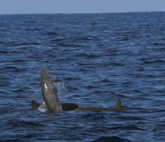 바다속의-돌고래를-촬영하기-위해-만들어진-카메라-퀄리티ㅋㅋㅋㅋ.jpgif-17-이미지