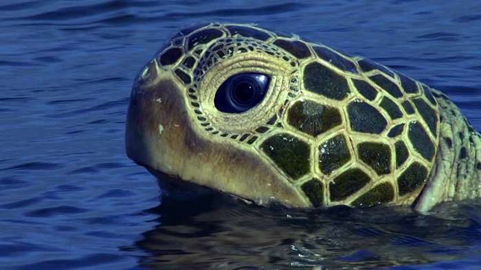 바다속의-돌고래를-촬영하기-위해-만들어진-카메라-퀄리티ㅋㅋㅋㅋ.jpgif-12-이미지