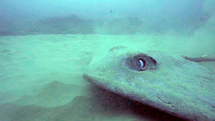 바다속의-돌고래를-촬영하기-위해-만들어진-카메라-퀄리티ㅋㅋㅋㅋ.jpgif-10-이미지